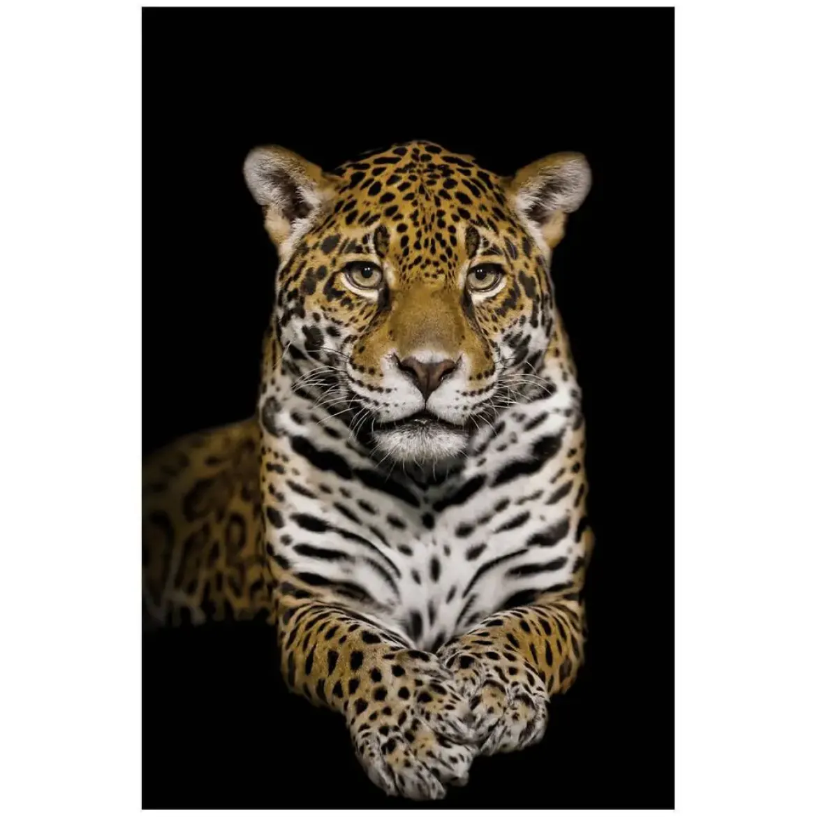 Cuadro de Cristal Impreso Leopardo en Negro 81-485